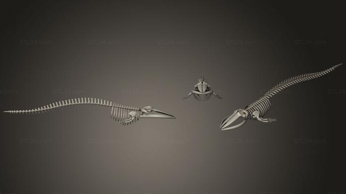 Анатомия скелеты и черепа (Скелет плавникового кита, ANTM_0542) 3D модель для ЧПУ станка